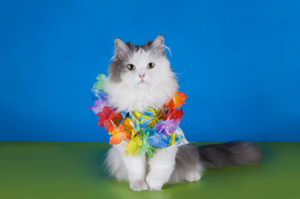 kočka v havajské košili - Fotografie, Obrázek