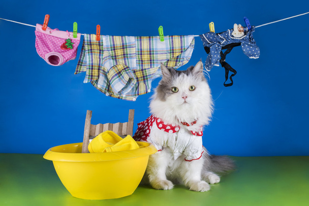 ropa de lavado de gatos en el lavabo
 - Foto, imagen