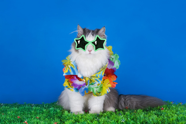 Hawaii gömleği kedi - Fotoğraf, Görsel