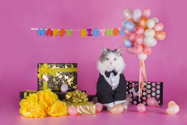 Katze im Sakko gratuliert  - Foto, Bild