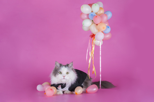 kedi ceket kutladı  - Fotoğraf, Görsel