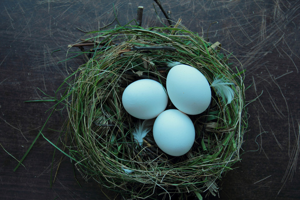 Nest with eggs - Photo, image