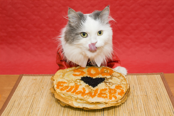 gato popular en la chaqueta roja tiene caviar negro
 - Foto, imagen