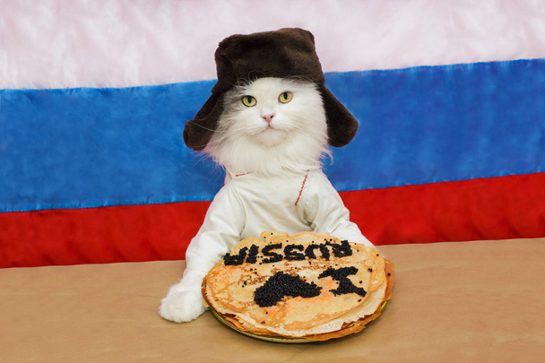 gato ruso come caviar
  - Foto, imagen