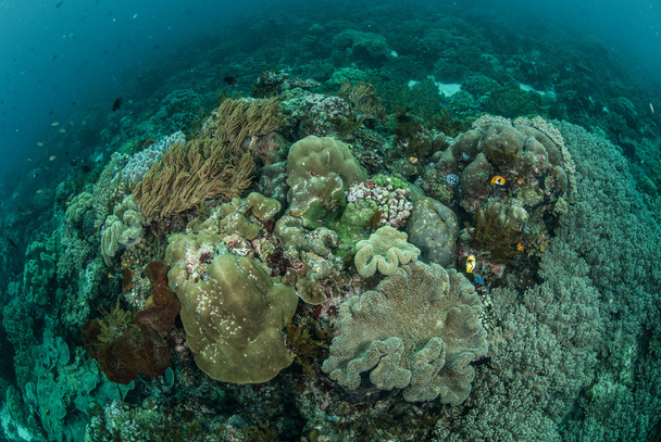 Mantar deri mercan, mercan, Anemon Ambon, Maluku, Endonezya sualtı fotoğraf içinde - Fotoğraf, Görsel