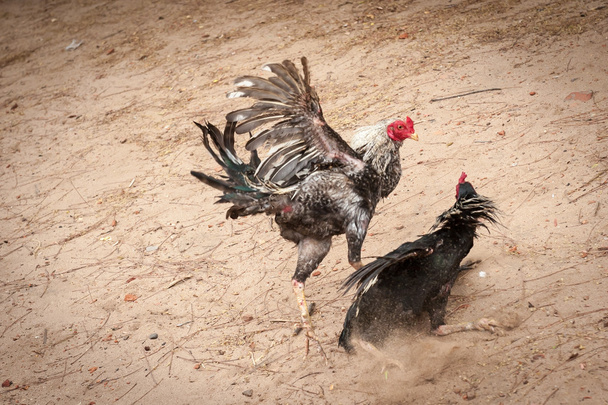 Two Gamecocks while fighting - Photo, Image