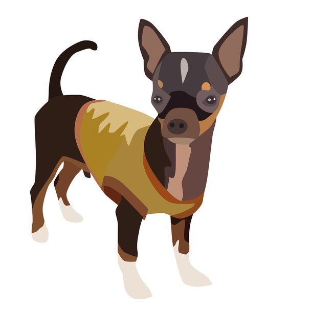 Pies Chihuahua 1 - Wektor, obraz