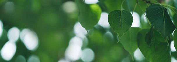 Close-up van prachtige natuur uitzicht groen blad op wazig groen achtergrond in de tuin met kopieerruimte met behulp van als achtergrond cover pagina concept. - Foto, afbeelding