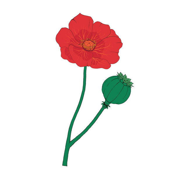 Poppy Flower Red Opium Plant - Vector, imagen