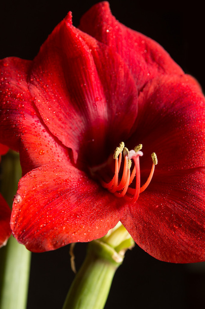 Flor amarilis roja sobre fondo negro. Hippeastrum hortorum
.  - Foto, Imagen