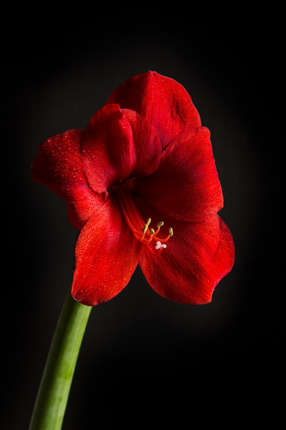 Red amaryllis flower on black background. Hippeastrum hortorum.  - Photo, Image