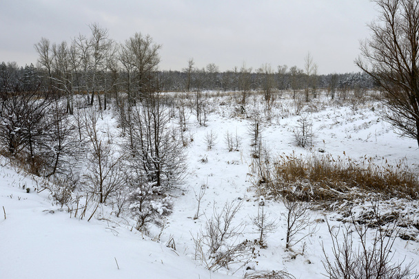 Winter landscape - Photo, image