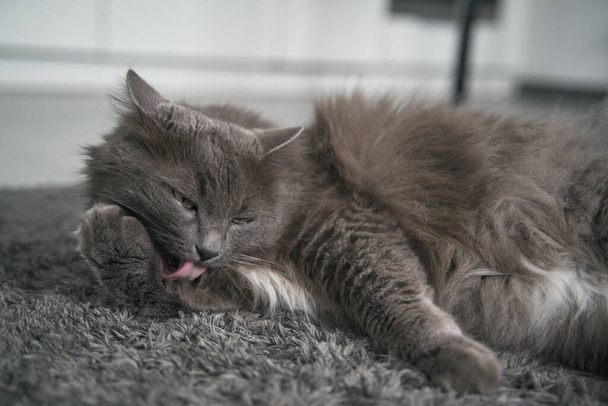 Cat washing itself. A big gray male cat licks himself. Cat's self-grooming ritual. - Foto, Bild