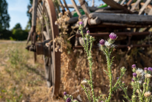 dried thistles in the sunshine in summer with a wooden horse-drawn carriage in the background - Photo, Image
