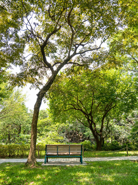Public park in summer, green alley, footpath and old-fashioned wooden bench in the shade of trees, sunny day. - Foto, immagini