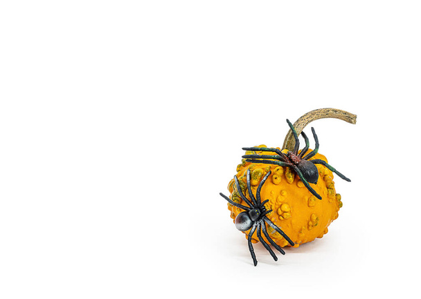 Vereinzelter Kürbis in Großaufnahme auf weißem Hintergrund. Dekorativer Kürbis in Muskatnussgelb mit großen Spinnen und Spinnweben darauf für das Halloween-Design. Einfaches Ausschneiden und Einfügen von Objekten - Foto, Bild
