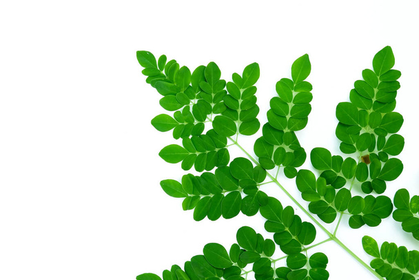 Moringa leaves isolated on a white background, Moringa leaves have medicinal properties. - Foto, Imagem