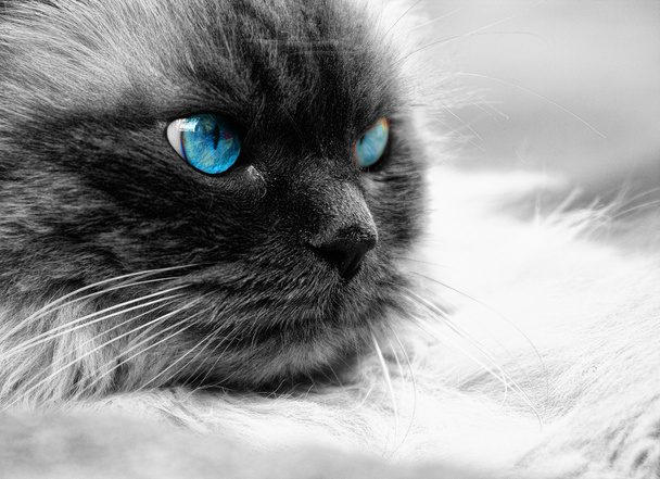 Ojos de gato - Foto, Imagen