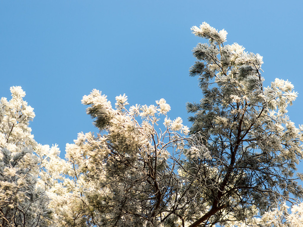 різдвяний фон сніжного лісу, матові вершини дерев на небі
 - Фото, зображення