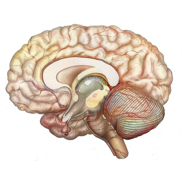 Cerebral vasculature: arteries of the diencephalon, cerebellum and brainstem. - Zdjęcie, obraz