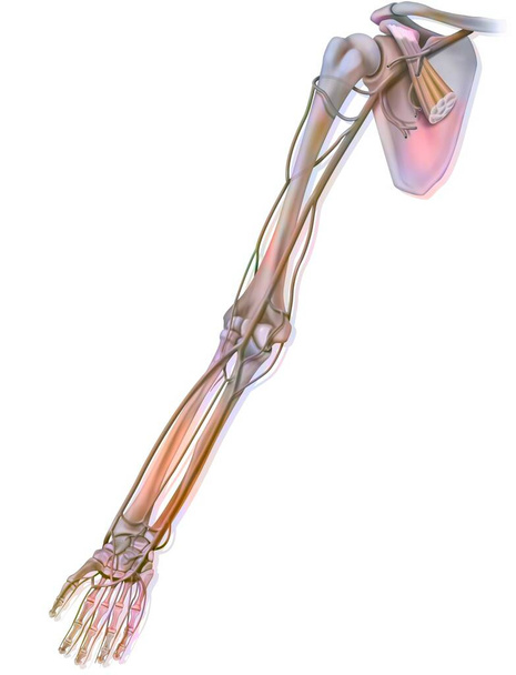 The arteries of the upper limb in palmar view. - Zdjęcie, obraz