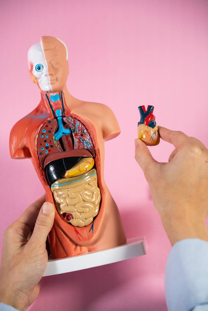 Anatomical mannequin for teaching human organs - Fotoğraf, Görsel