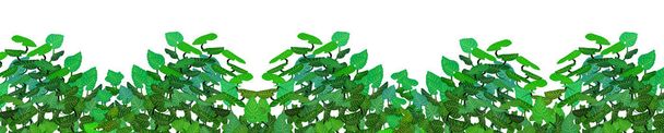 Realistic garden shrub, seasonal bush, boxwood, tree crown bush foliage.Ornamental green plant in the form of a hedge.For decorate of a park, a garden or a green fence. - Vektori, kuva