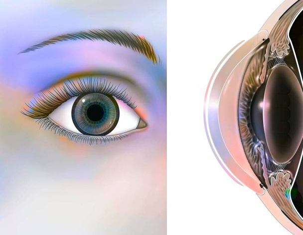 Eye: position and dimension of the rigid lenses. - Fotoğraf, Görsel