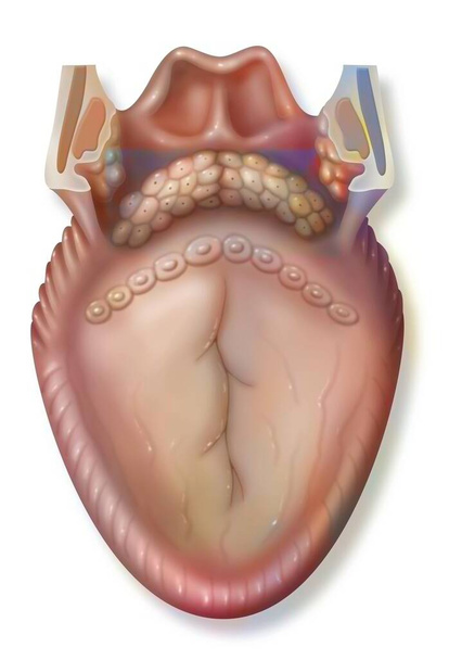 Anatomy of the tongue and posterior structures (pharyngeal): goblet papillae. . - Foto, Imagem