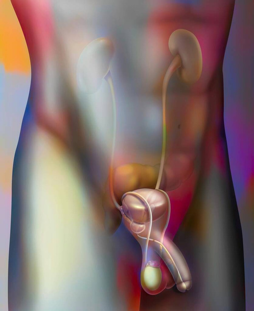Мужская мочеполовая система: простата и ее связь с другими органами (мочевой пузырь, семенные пузырьки, уретра.). - Фото, изображение