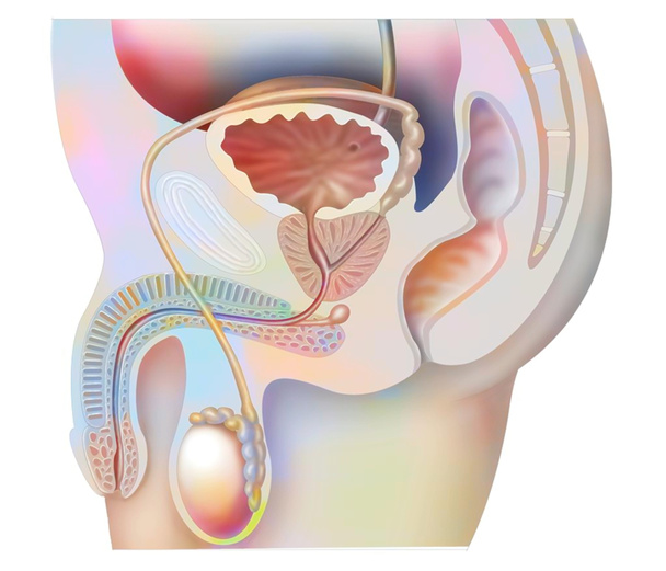 Anatomy of male urogenital system with bladder, prostate, testis. . - Zdjęcie, obraz