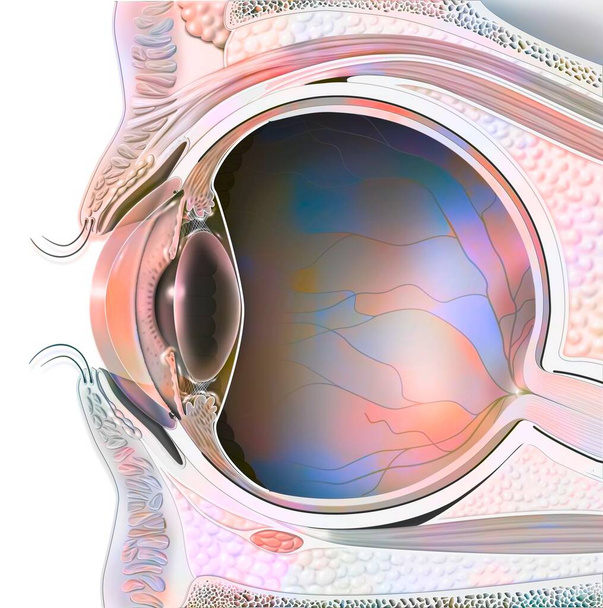 Anatomy of an eye in section showing lens, retina. . - Photo, Image