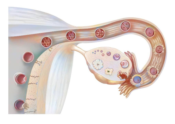 Female genitalia: ovarian cycle, ovulation, fertilization, embryo segmentation, implantation.  - Foto, afbeelding