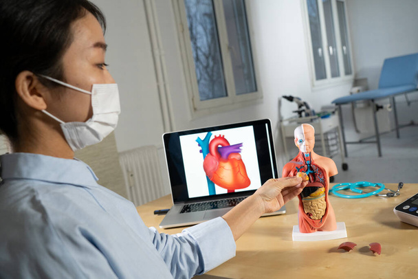 Anatomical mannequin for teaching human organs - Zdjęcie, obraz