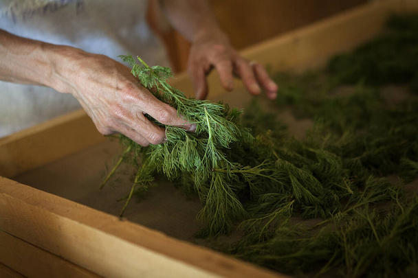 Herbalist putting arquebus or aurone leaves to dry, deworming plant, insecticide, stimulant, tonic, astringent. - 写真・画像