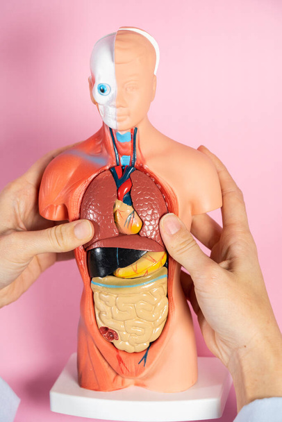 Anatomical mannequin for teaching human organs - Fotografie, Obrázek