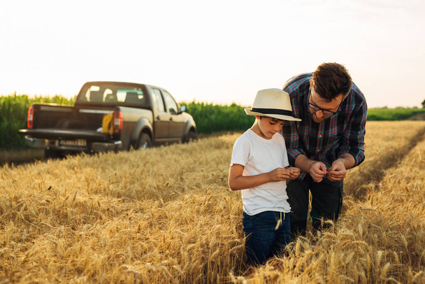 father and son examine crop on wheat field - Foto, Imagem