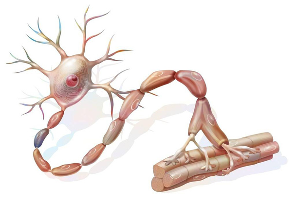 Μηχανοκίνητος νευρώνας: νευρώνας σε επαφή με μυϊκές ίνες. - Φωτογραφία, εικόνα