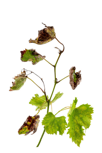Symptoms of downy mildew : brown spots on vine leaves and stems, tomato stems, basil, eggplant . - Photo, Image