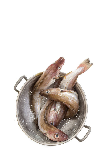 Whiting or merling on metal sieve on white background. - Foto, imagen