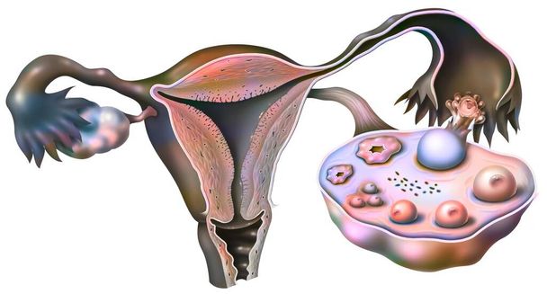 Internal female genitalia in 3/4 anterior view. - Valokuva, kuva