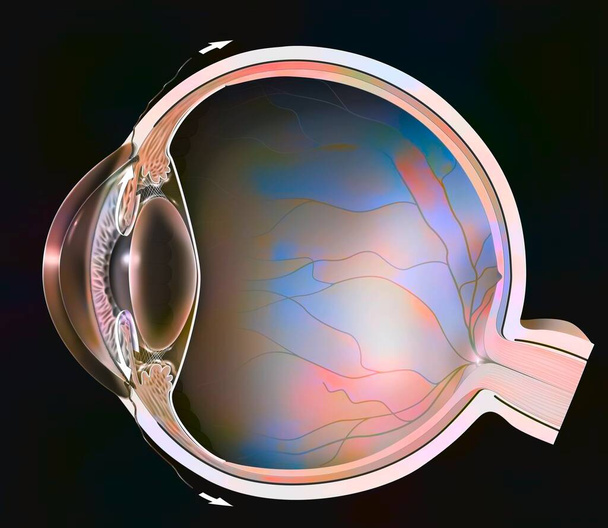 Κανονικό μάτι με ιριδοκερατοειδή γωνία που δείχνει αμφιβληστροειδή, φακός. . - Φωτογραφία, εικόνα