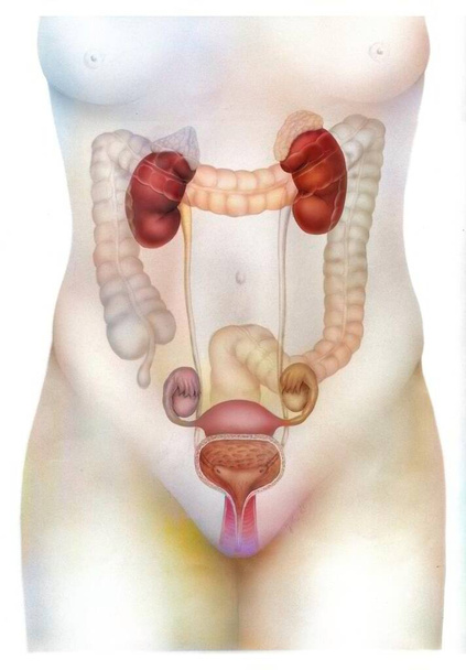 Anatomy of female urogenital system with bladder, uterus. . - Foto, Imagen