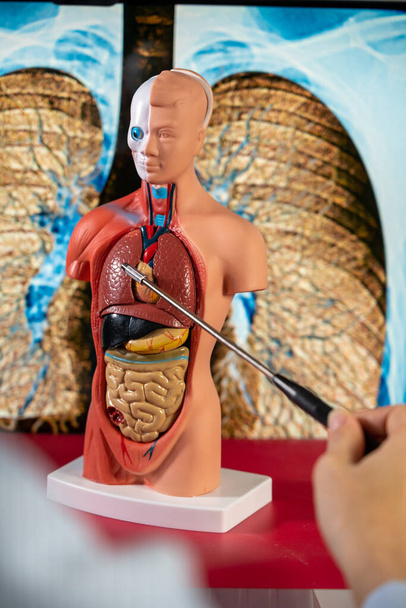 Anatomical mannequin for teaching human organs - Foto, imagen