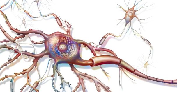 Anatomy of a nerve cell connected to other nerve cells. - Foto, Bild