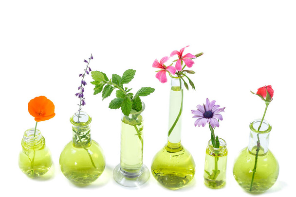 Plants in test tube in front of white background - Foto, afbeelding