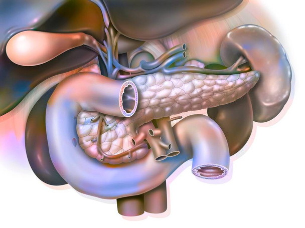 Пищеварительная система человека: анатомия двенадцатиперстной печени-поджелудочной железы. - Фото, изображение