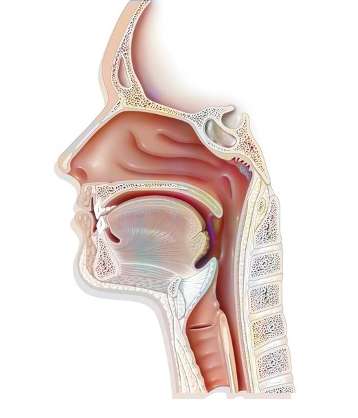 Верхние дыхательные пути показывают гортань, эпиглоттис. . - Фото, изображение
