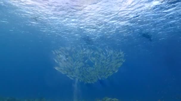 Морской пейзаж с мячом для наживки, Школа рыб, рыба макрель в коралловом рифе Карибского моря, Кюрасао - Кадры, видео