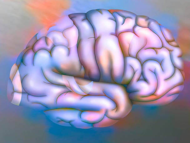 Areas of the brain of the right hemisphere: cortex (visual, parietal, sensory, motor, premotor) and auditory area. - Foto, Imagen